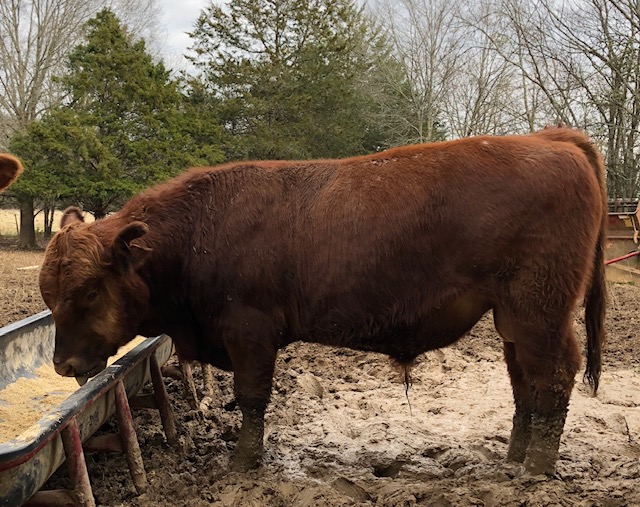 Private treaty cattle in Alabama - Glendale Farm