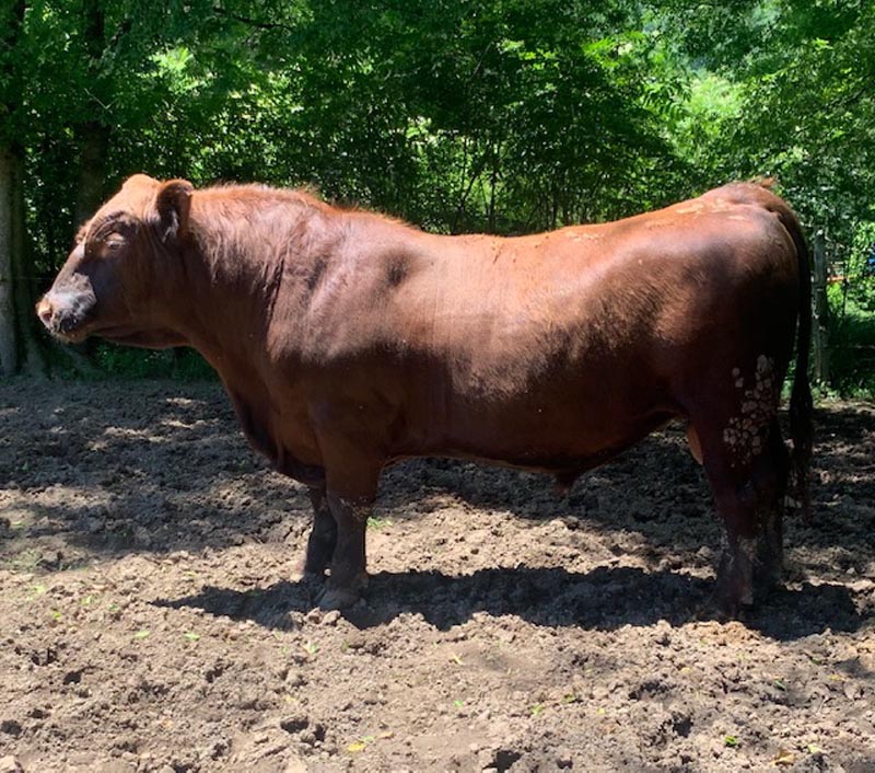 Private treaty cattle in Alabama - Glendale Farm